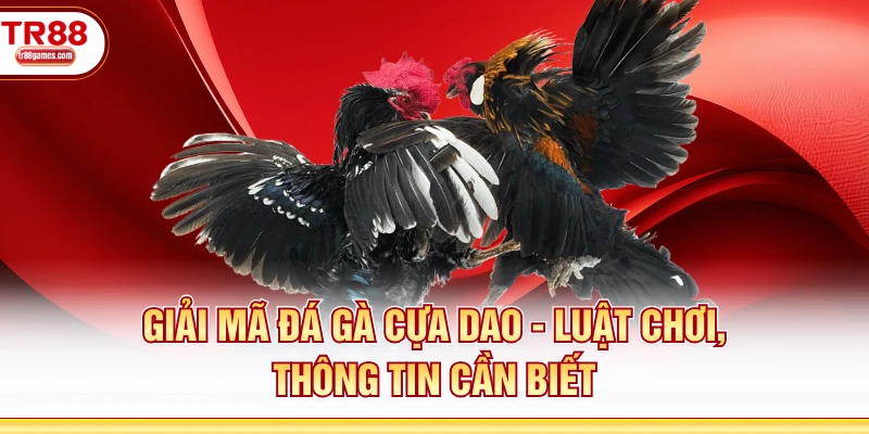 Đá Gà Cựa Dao